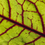 Blutampfer Heilfasten