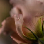 Naturarche Frauenheilkunde