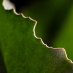 Naturheilkunde grüne Pflanze